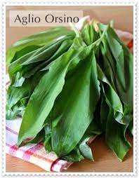 Maybe you would like to learn more about one of these? Aglio Orsino Erbe Erbe Curative Ricette Con Le Erbe