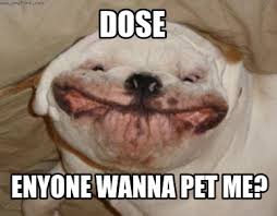 The meme typically consists of a picture of a shiba inu dog accompanied by multicolored. Meme Creator Funny Dose Enyone Wanna Pet Me Meme Generator At Memecreator Org