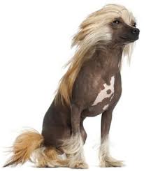 This is a list of breeds that are considered good for apartment life. Top 32 Small Dogs Who Make Good Apartment Dogs Dogtime Apartment Dogs Best Apartment Dogs Small Dogs