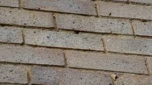 But if they are tree bees they are harmless. Mortar Bees Youtube