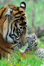 Tiger Populations Are Rising For The First Time In 100 Years Thanks To Local Tribes Animals Beautiful Baby Animals Funny Big Cats