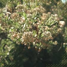 Image result for Pluchea ovalis