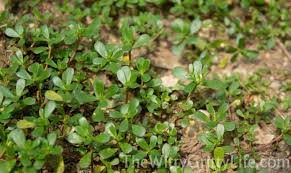 It reminds me of the plants from super mario, with the petals growing like rungs on a ladder as apposed to purslane's petals which grow in a formation similar to flower petals. Edible Weeds Budget Friendly Nutrition From Your Backyard Thewittygrittylife Com