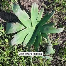 Image result for Ammocharis tinneana