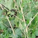 Image result for Erythrococca