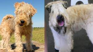 A Comparison Of The Lakeland Terrier And The Welsh Terrier Bechewy