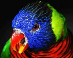 Blue Bird With Orange Wings Lorikeet Wow What Colors Aves