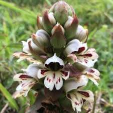Image result for Satyrium coriophoroides
