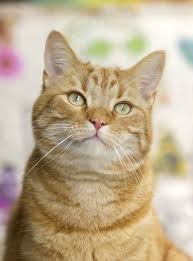 How To Screen Your Cat For Kidney Disease Askyourvet Orange Tabby Cats Cats Cute Cats