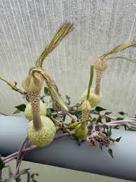 Image result for Kleinia mweroensis