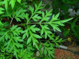 Khasiat ulam raja kepada kesihatan. Petua Penawar Sakit Jantung Dan Melenyapkan Kolestrol Facebook