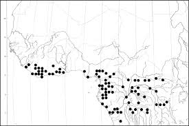 Image result for Scytopetalum pierreanum