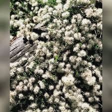 Image result for Kunzea