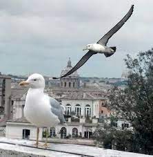 Is that albatross is any of various large seabirds of the family diomedeidae ranging widely in the southern ocean and the north pacific and having a hooked beak and long narrow wings while seagull is any of several white, often dark backed birds of the family laridae having long pointed wings and short legs. Inland Albatross Fanon Wiki Fandom