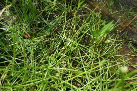 Image result for Isolepis prolifera