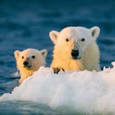 How many babies do the polar bears have? Climate Change Could Make Giving Birth Riskier For Polar Bears In Northern Alaska Abc News