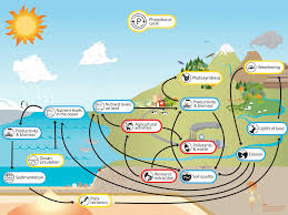 Of all the elements recycled in the biosphere, phosphorus is the scarcest and therefore the one most limiting in any given ecological system. Phosphorus Understanding Global Change