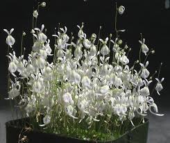 Image result for Utricularia tortilis