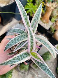 Image result for Commiphora pteleifolia