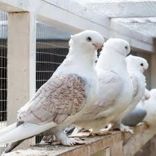 ‏ مرڤاتي ‎ ‎) atau nama saintifiknya columba domestica merupakan burung yang paling dikenali dari keluarga columbidae yang merangkumi sekitar 310 spesies. Burung Merpati Putih In English