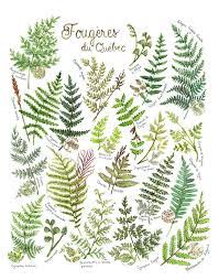 Print Ferns Of Quebec Poster Botanical Paintings Poster Etsy Botanical Painting Flower Illustration Watercolor Plants