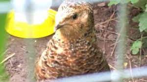 Coturnix Quail Crowing Youtube