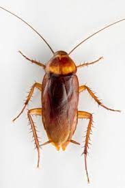 We've since had them install the sentricon bait stations around our house. Mr Bugg S Pest Patrol Inc In Pelham Al 35124 Al Com