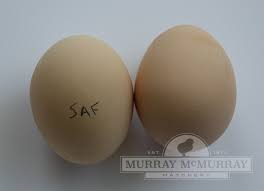 Check spelling or type a new query. Murray Mcmurray Hatchery Salmon Faverolles
