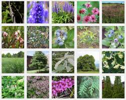 Home New Jersey Yards Native Plants Native Plant Gardening Plants
