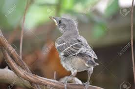 Baby northern water snake hanging from a buttonbush branch. Mockingbird Baby Stock Photo Picture And Royalty Free Image Image 14782713