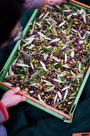 A Crate Of Just Picked Olives Http Www Pinterest Com Lefkadaisland Our Greek Culture Olive Harvest Fresh Olive Oil Olive Tree