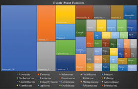 Image result for Oxygonum buchananii