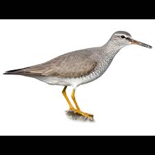 Image result for Tragia brevipes