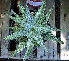 Saguaro cactus measures 21 tall. Aloe Doran Black X Merye Aloe Cacti And Succulents Cactus And Succulents