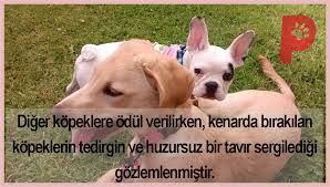 Calismalar Kopeklerin Duygularini Ifade Ettigini Gostermistir Kopek Kopeksever Hayvansever Kedi Kopek Kedi Ve Duygular