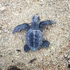 Baby Sea Turtle Turtle Baby Sea Turtle Turtle Love