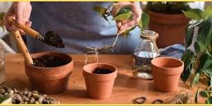 Grow Your Garden for Less: Propagation Made Easy