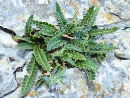 Image result for Aspleniaceae