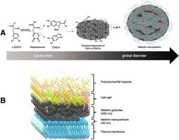 Sometimes lignin, suberin and diposition of other pectic substances are also found in plant cell in plants, the cell wall is mainly composed of carbohydrate rich materials. The Structural Unit Of Melanin In The Cell Wall Of The Fungal Pathogen Cryptococcus Neoformans Journal Of Biological Chemistry