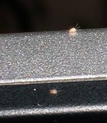 Make sure there's no standing water in the pot. Computer Loving Mites What S That Bug