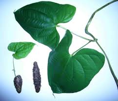 Image result for Dioscorea alata
