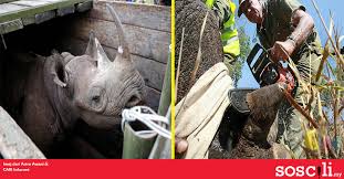 Maybe you would like to learn more about one of these? Ada Haiwan Kat Malaysia Ni Tanduknya Boleh Rawat Orang Kena Rasuk Soscili