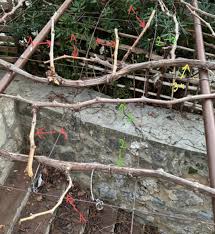 Image result for pruning grapes on a pergola
