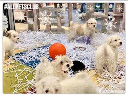 When your pet stays at club pet, the proceeds support the orphan pets at helen woodward animal center! All Pets Club Spotlight White Puppies Include Bichon Facebook