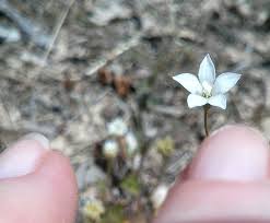 Image result for Wahlenbergia huttonii