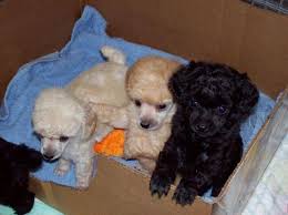 Maybe you would like to learn more about one of these? Ckc Tiny Toy Poodle Puppy For Sale In Seadrift Texas Classified Americanlisted Com
