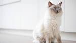The Best Cat Breeds With the Longest Lifespans