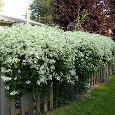 Image result for Clematis recta atropurpurea
