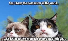 The Duality That Is Pokey S Life Gatinhos Animais Engracado