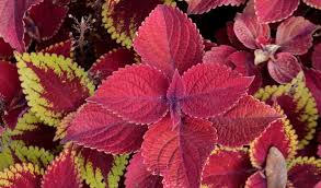 Image result for Coleus maculosus
